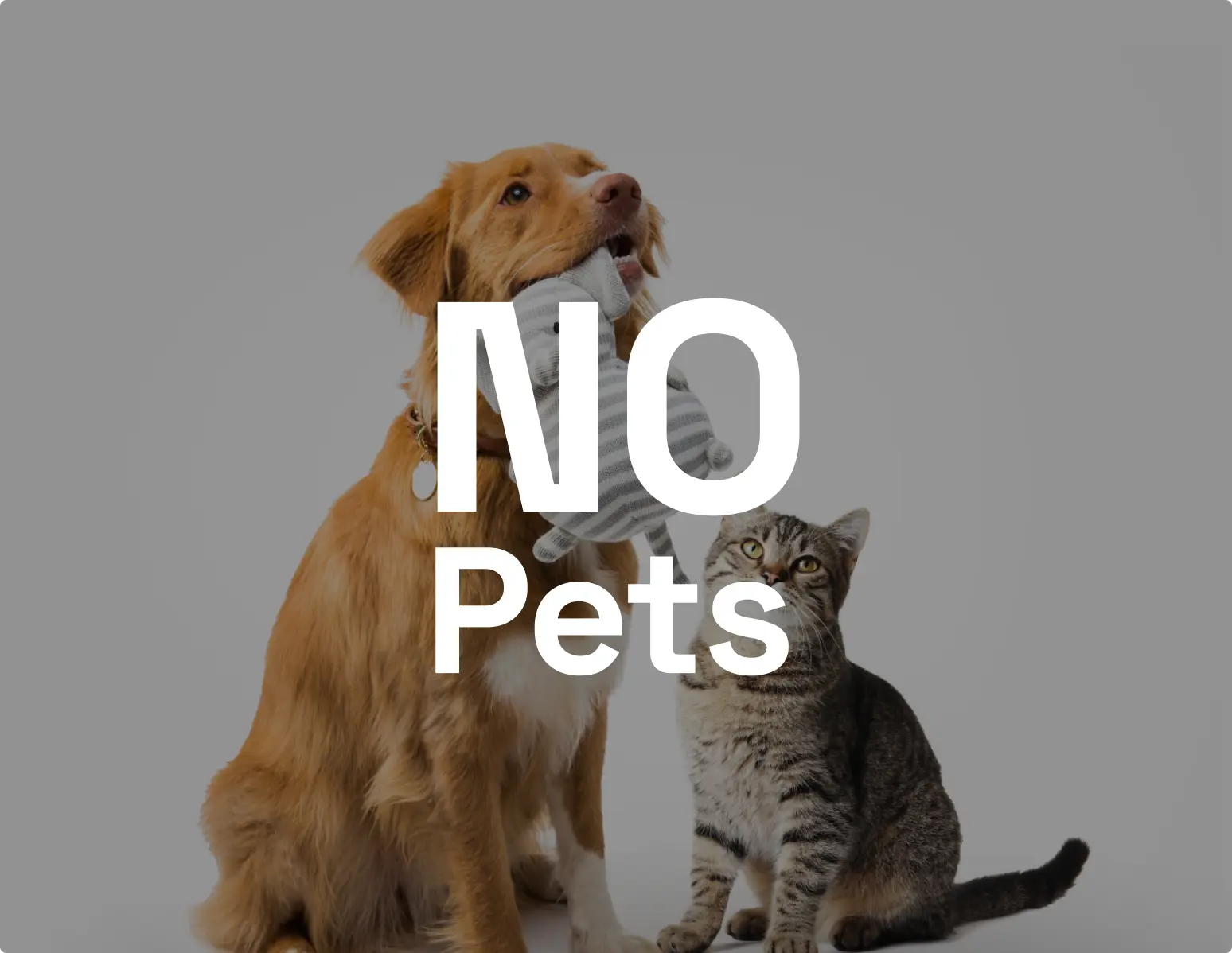 Cat and Dog sitting with 'NO' over both
